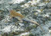 Three-eyed lizard - click for larger image in new window