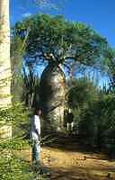 Baobab tree - click for larger image in new window