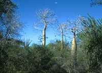 Baobab tree - click for larger image in new window