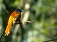 Paradise Flycatcher - click for larger image in new window