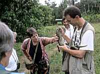 Tree Boa - click for larger image in new window