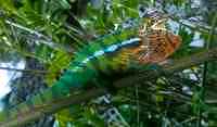 Panther Chameleon - click for larger image in new window