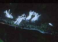 ## - click for larger image in new window