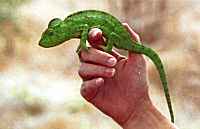 Parsons Chameleon - click for larger image in new window