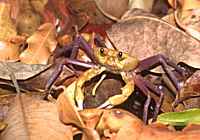 Land Crab - click for larger image in new window