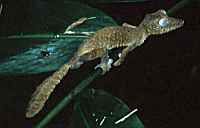Leaf-tail Gecko - click for larger image in new window