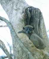Leplemur - click for larger image in new window