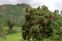 Lychee Tree - click for larger image in new window