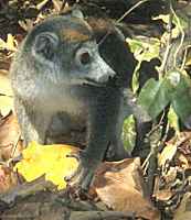 Lemur eats our lunch - click for larger image in new window