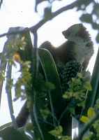 White-fronted Brown Lemur? - click for larger image in new window