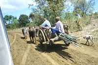 Oxcart - click for larger image in new window