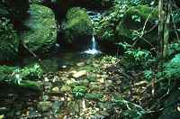 Rainforest rockpool - click for larger image in new window