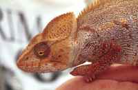 Oustalet's Chameleon - click for larger image in new window