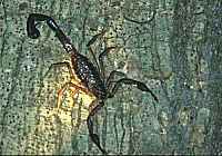 Scorpion - click for larger image in new window