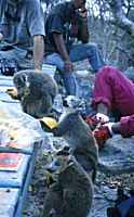 Lemurs investigating lunch left-overs				 - click for larger image in new window