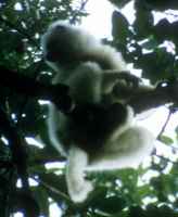 Silky Sifaka - click for larger image in new window
