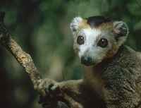 A soulful expression - click for larger image in new window