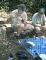 Lemur on table - click for larger image in new window