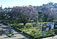 Jacaranda trees in Tana - click for larger image in new window
