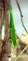 Day Gecko - click for larger image in new window