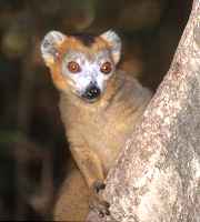 Appealing face! - click for larger image in new window