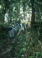 Rainforest path - click for larger image in new window