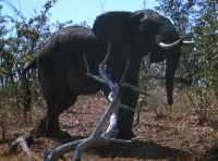  - click for larger version