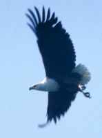 Fish Eagle - click for larger version