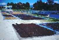Cloves drying by the harbour