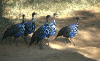 Vulturine Guineafowl