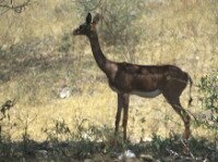 Gerenuk