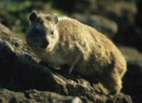 Rock Hyrax