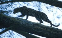 Leopard in tree