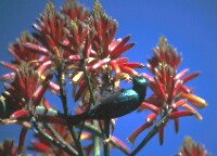Sunbird near swimming pool