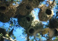 Weaver birds nests