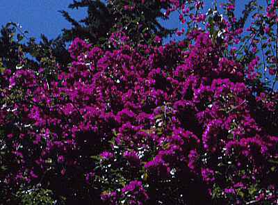 Bouganvillea