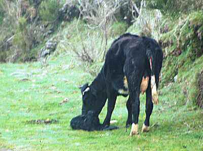 Calf a few minutes old