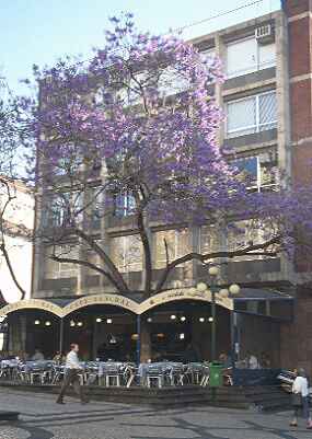 Jacaranda