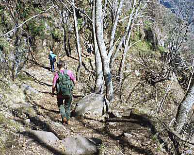 Path down through woods