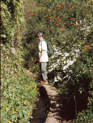 Flower corner on levada