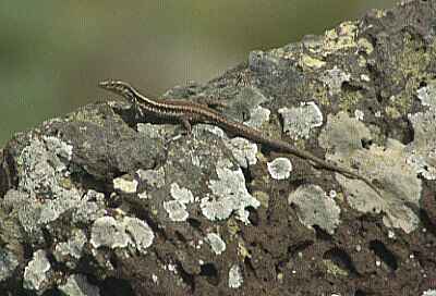 Lizard on rock