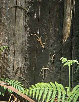 Lizards on tree