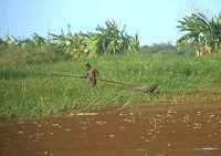 Overgrown river - good for birds