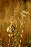 Weaver bird